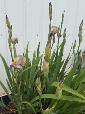 5+freebies Bulk Iris Bulbs 🌿 Perennial Flowers – Fresh Dug